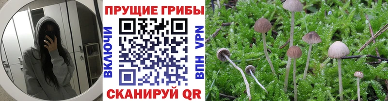Галлюциногенные грибы GOLDEN TEACHER  купить  сайты  Котельнич 